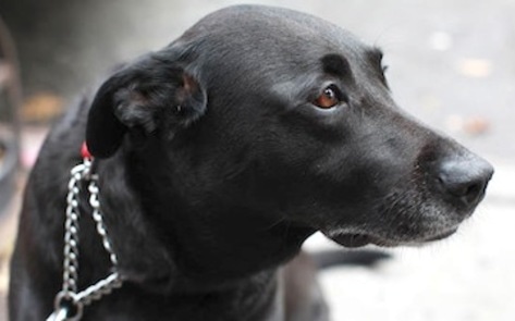 Asian Countries Crack Down on Commercial Dog Trade