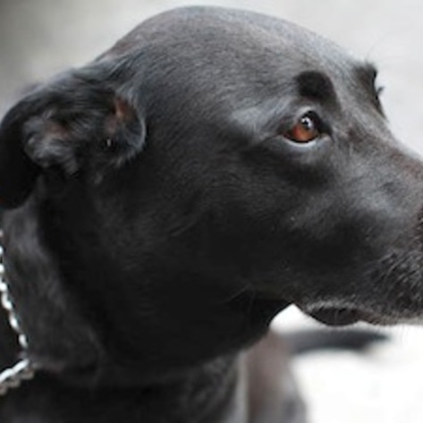 Dog Delivers Water and Food to New Yorkers in Need