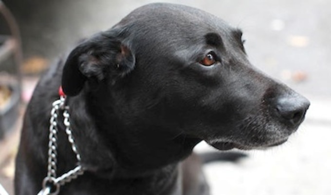 video-hero-dog-articleLarge