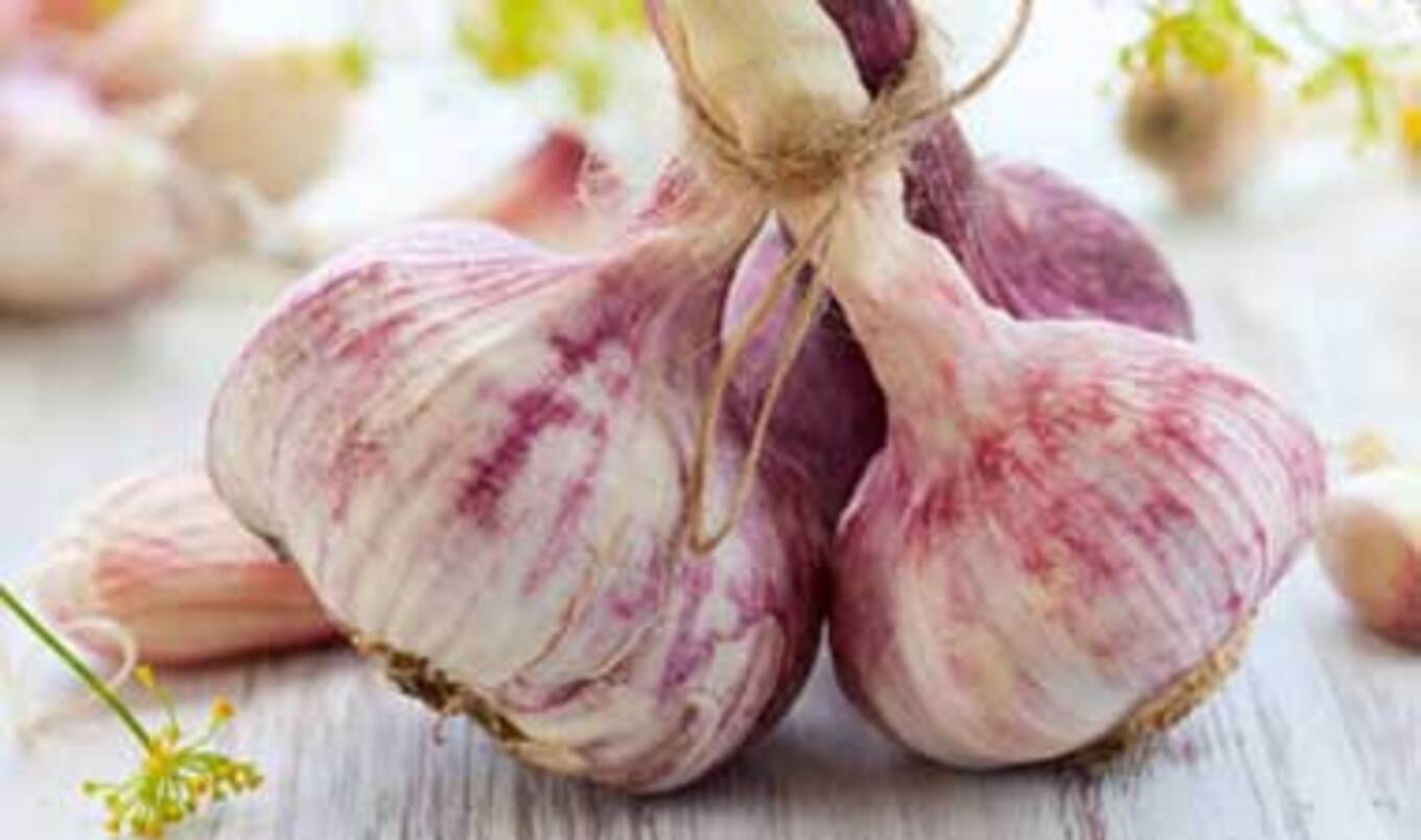 Studies Find Garlic and Flax Lower Blood Pressure VegNews