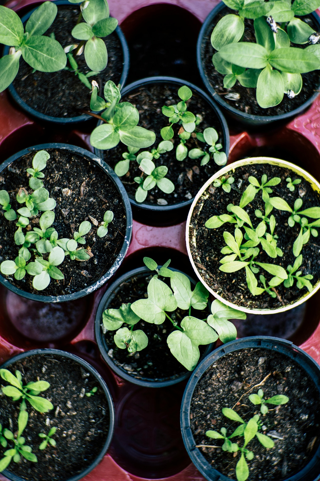 Herb-Garden