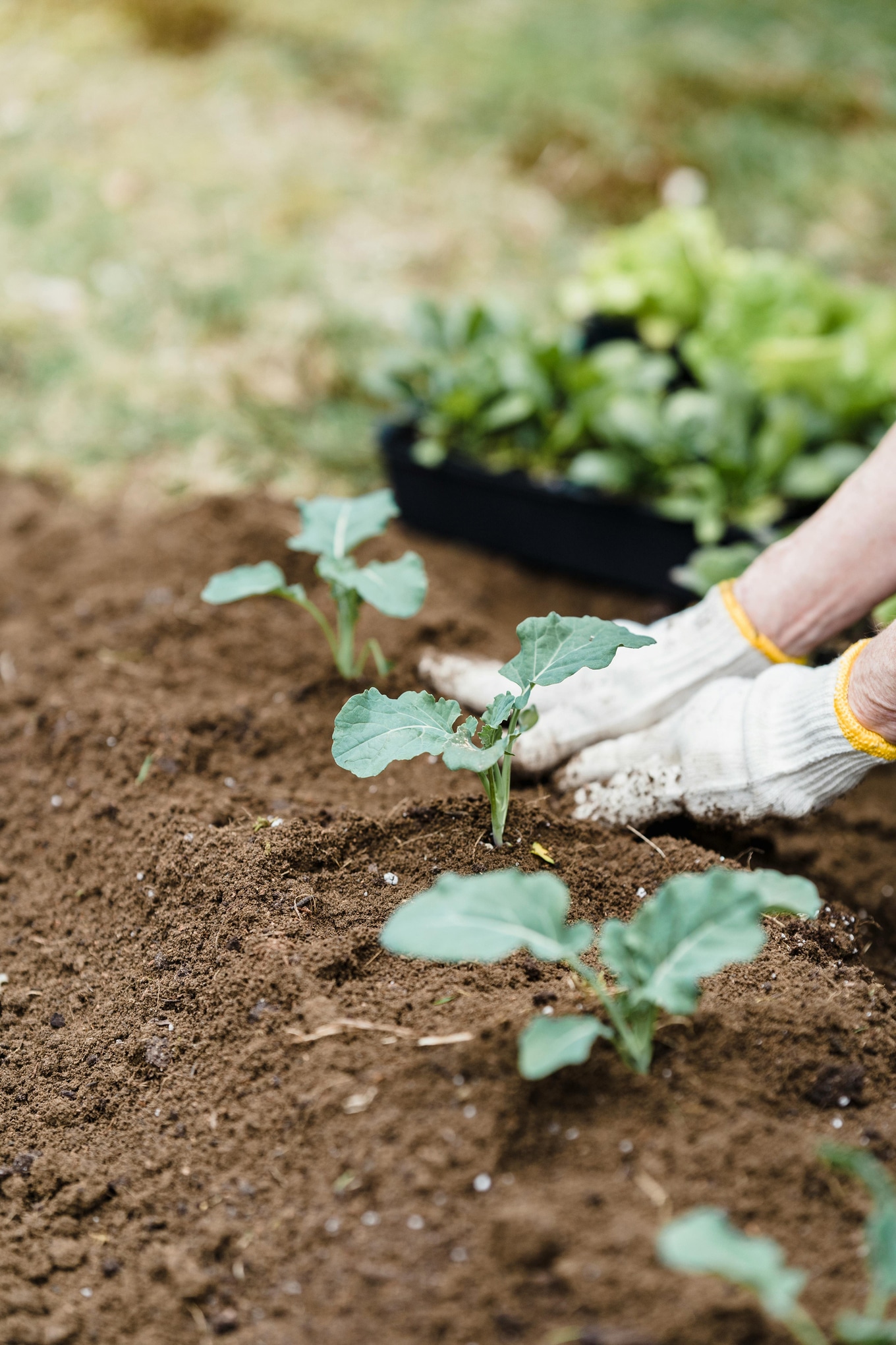 Planting-Greens