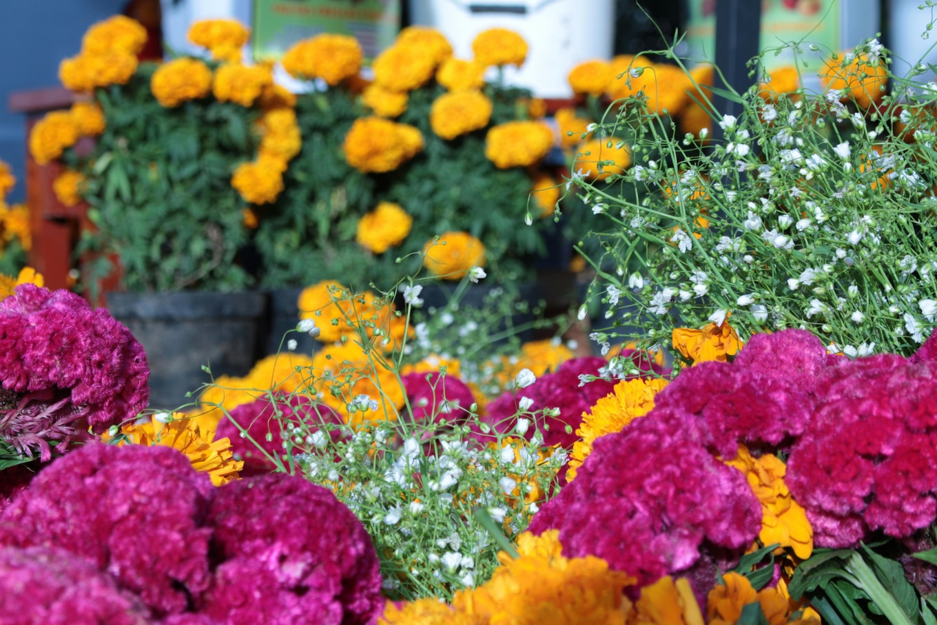 Flowers-Garden