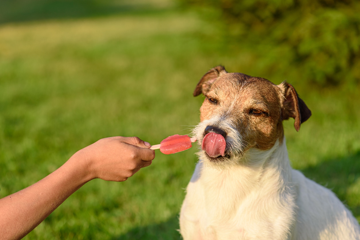 dog eating popsicle