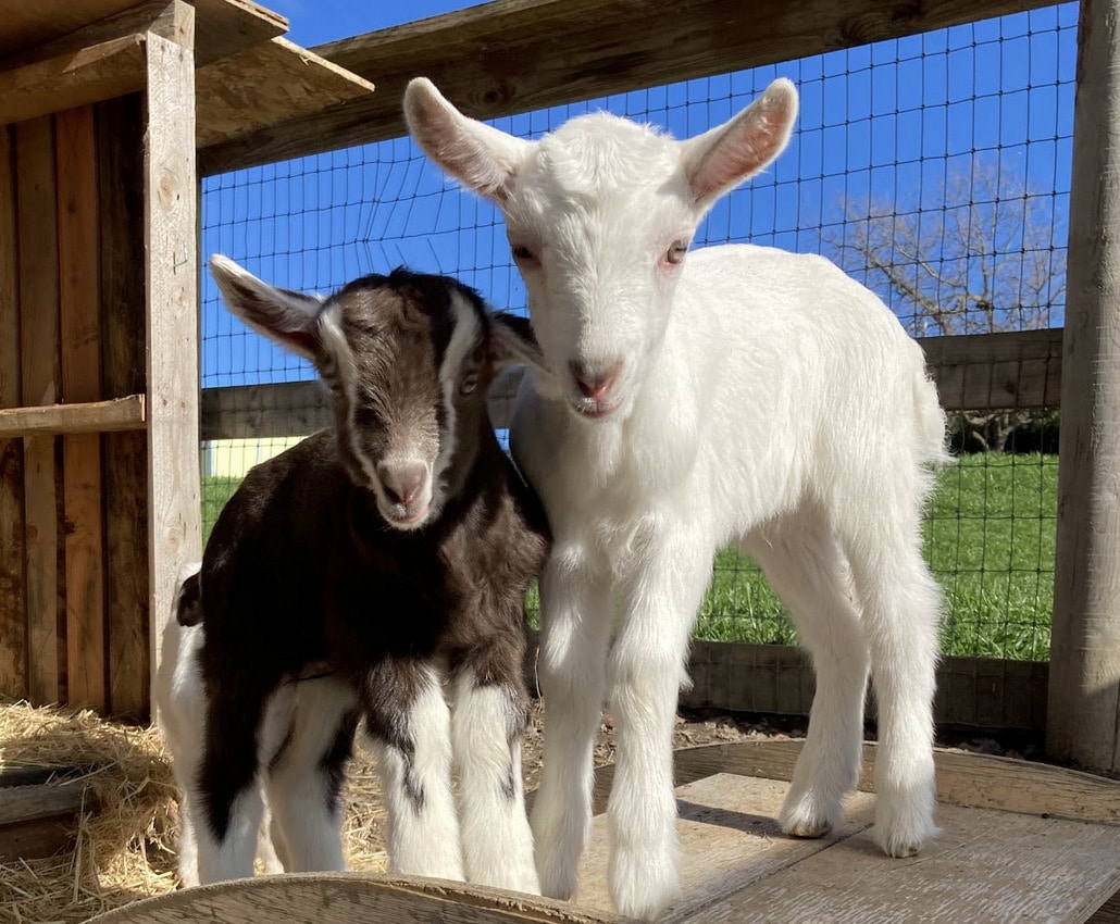 Baby Goats