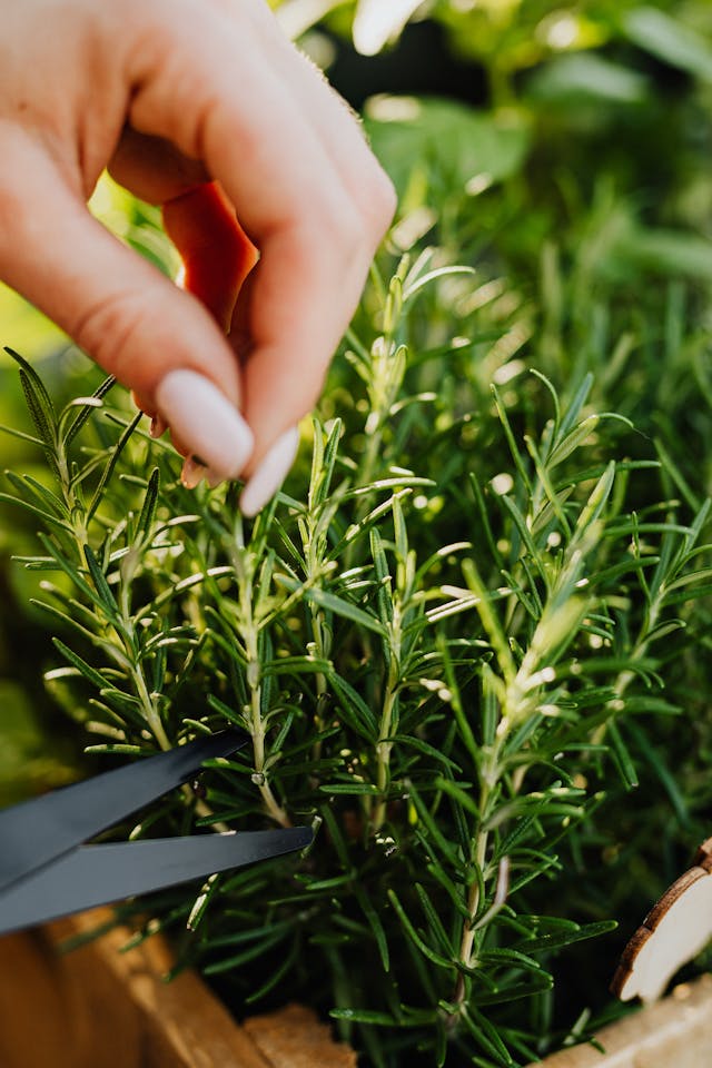 chopping rosemary