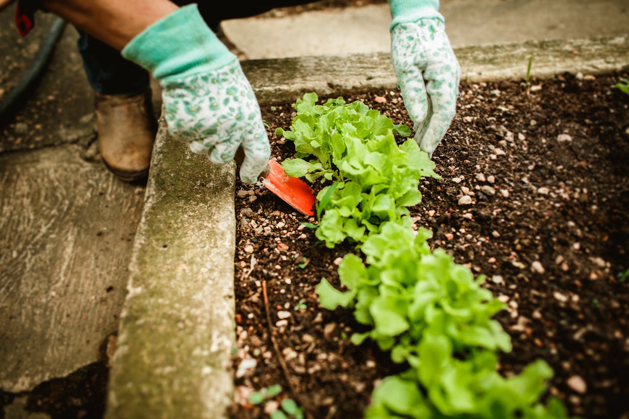 growing veg