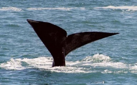 New Permanent Ocean Speed Limit Protects Whales