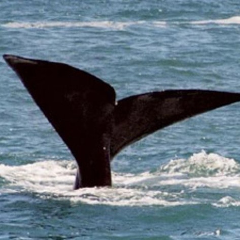 whale-tail