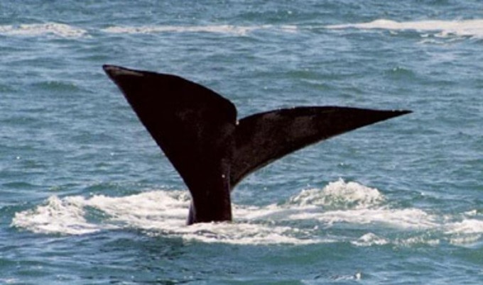 whale-tail