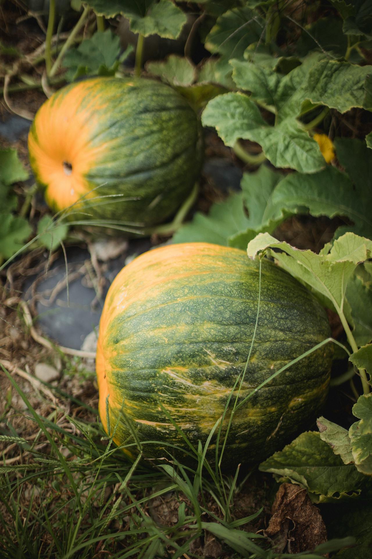 unripe pumpkin