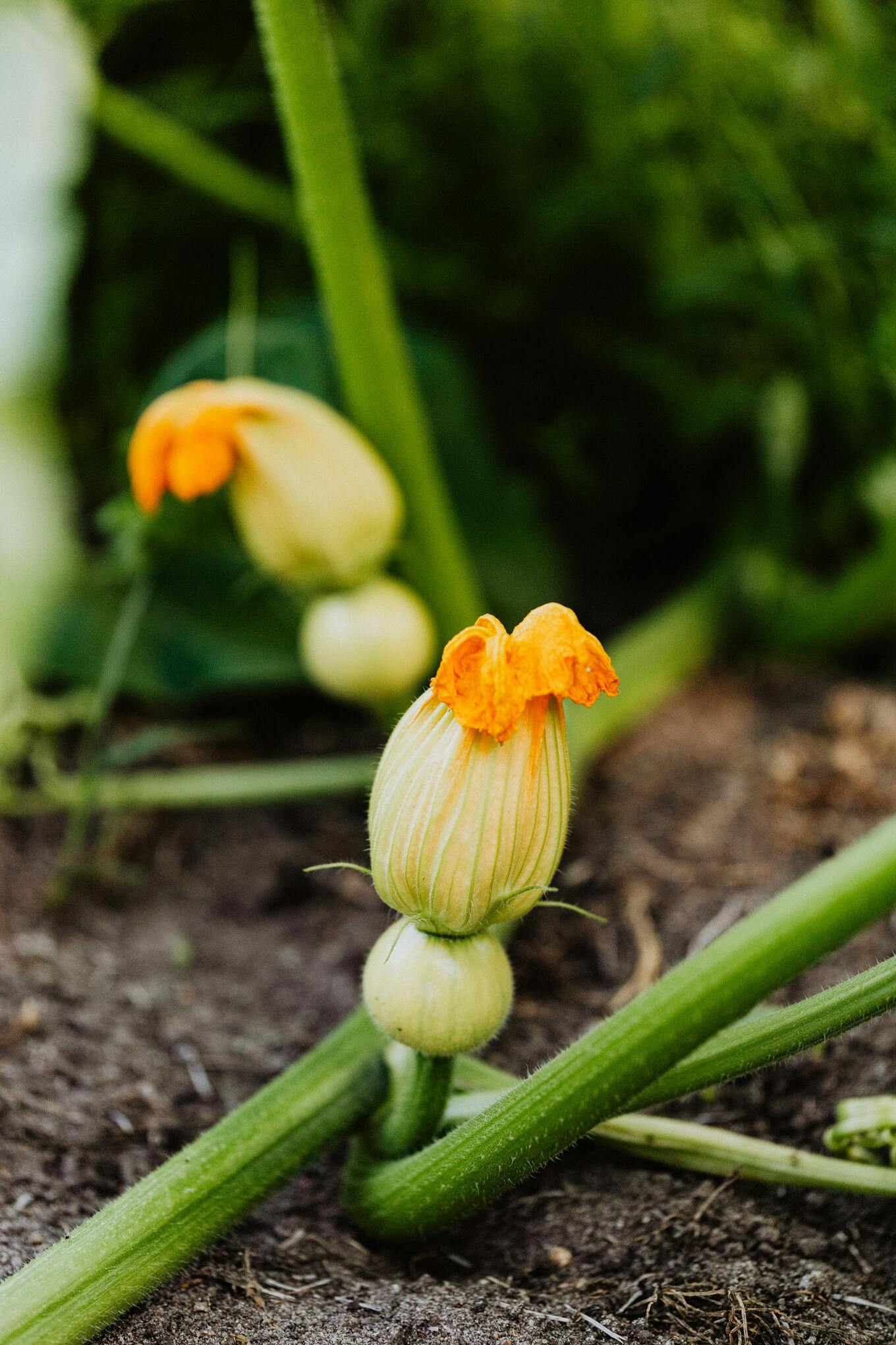 pumpkin flower with bulb