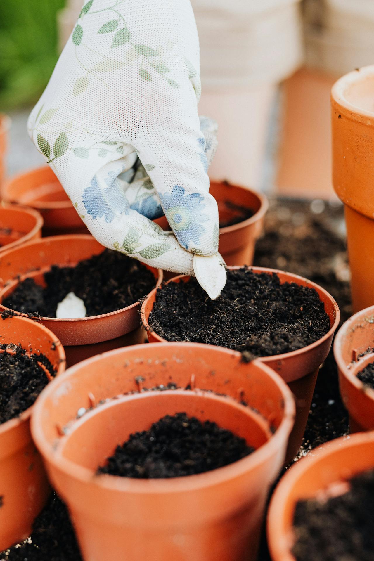 planting pumpkin seed in pot