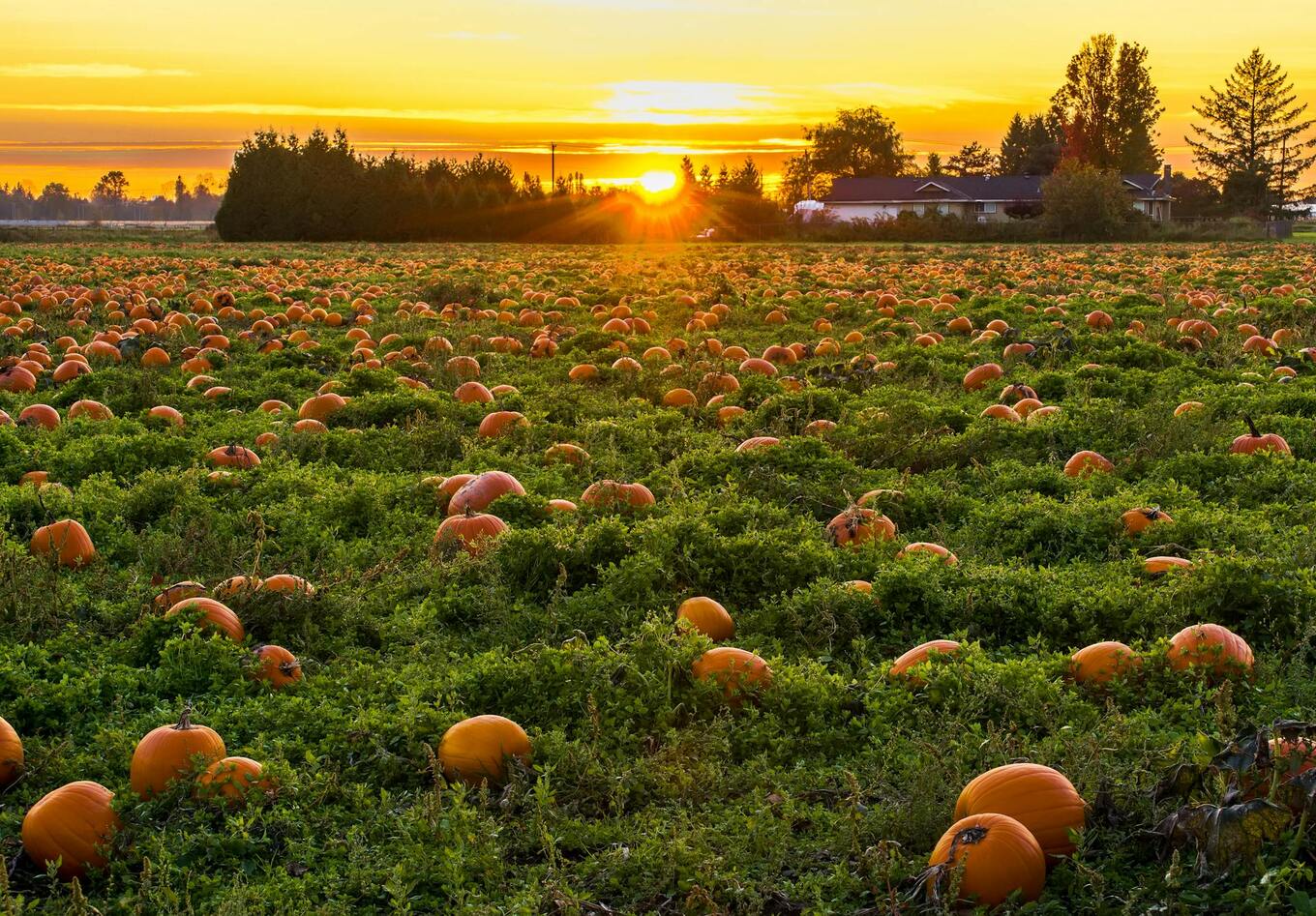 sun set pumpkin patch