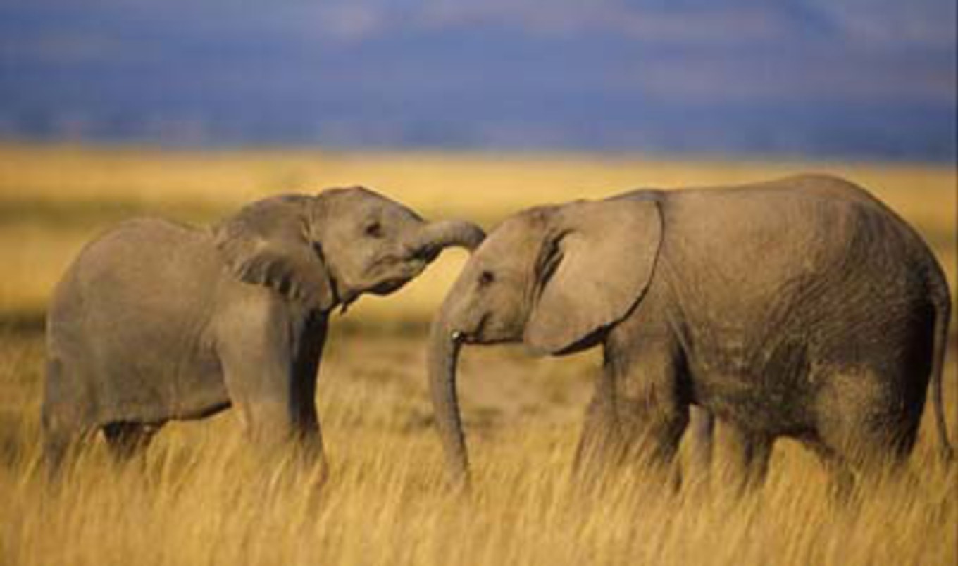 Ivory Poaching Has Increased Since International Ban
