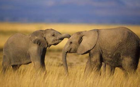 Research Reveals Animal Intelligence Overlooked