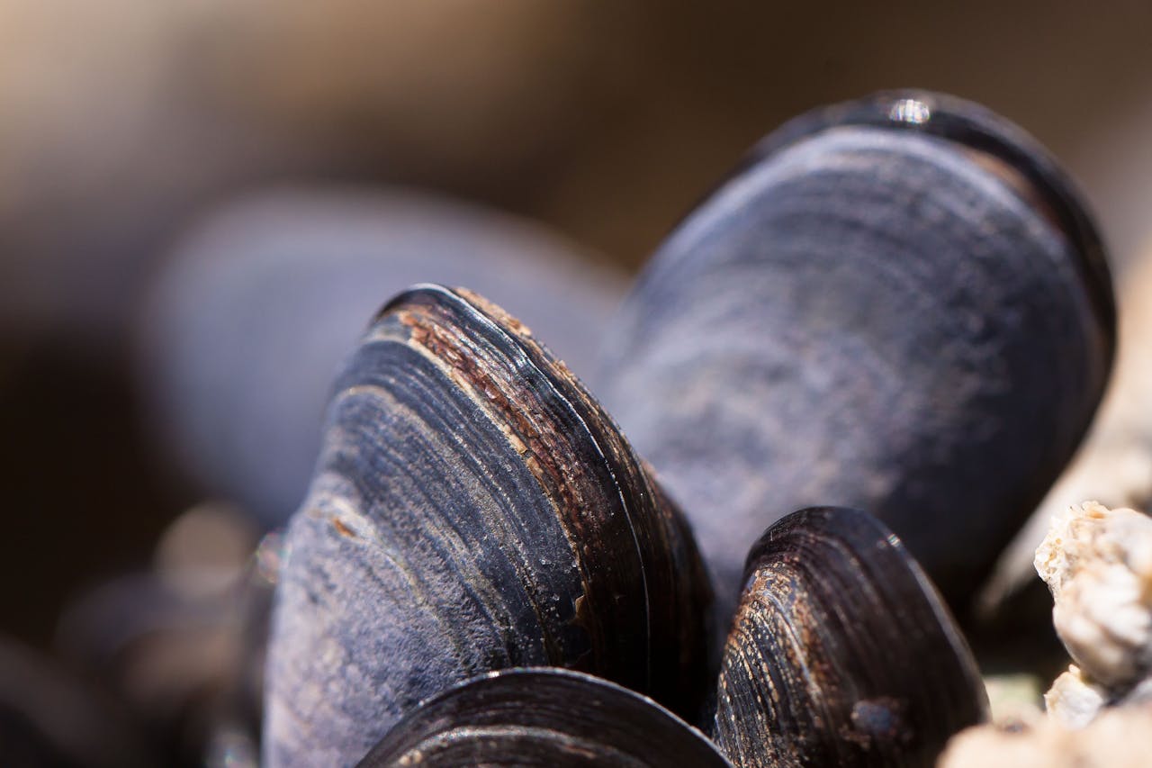 clams