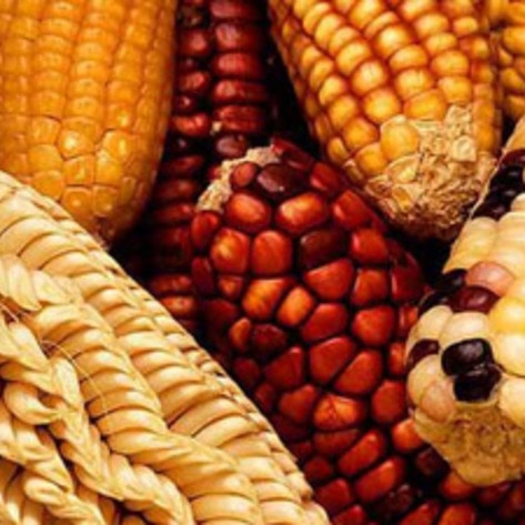 maize