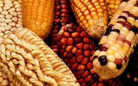 Petition Against Monsanto