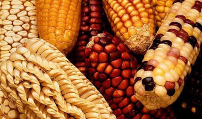 maize
