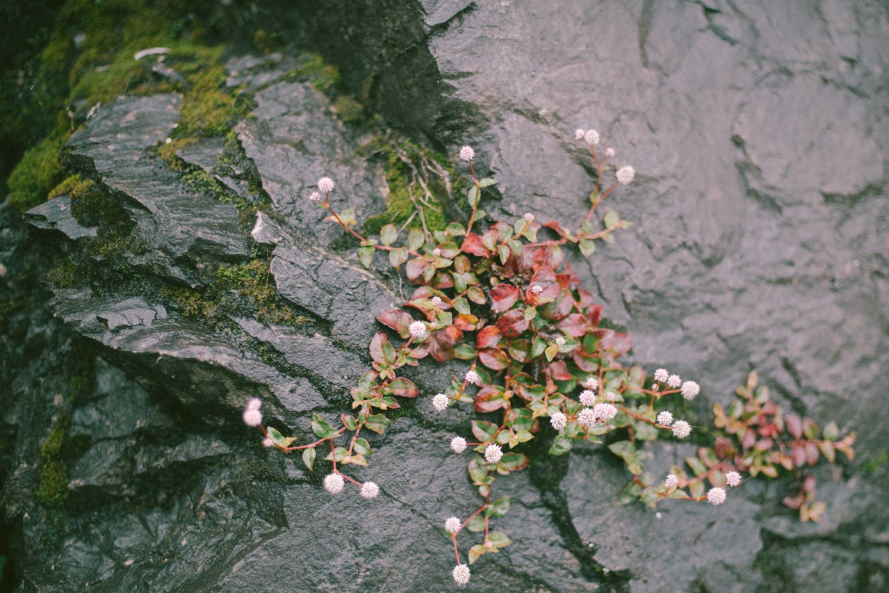 japanese knotweed