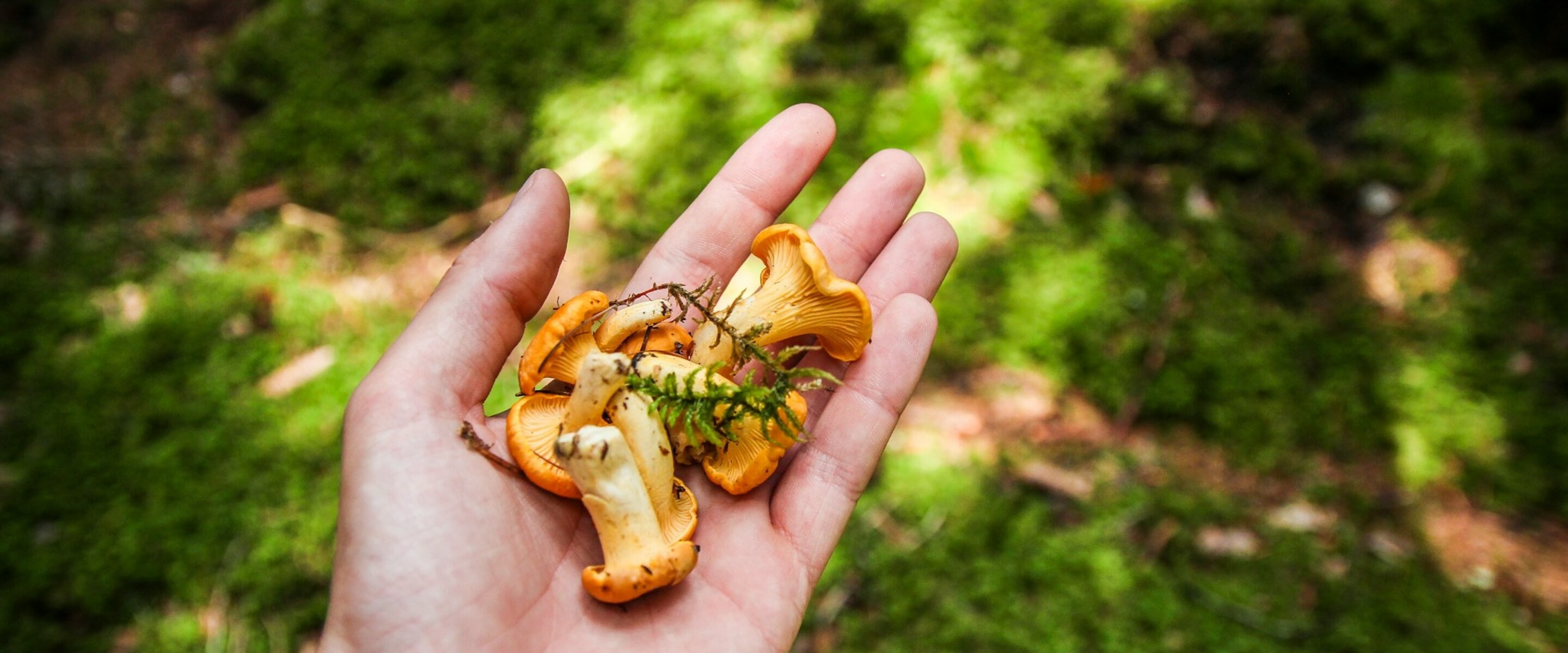 How to Reap the Benefits of Foraging Safely and Sustainably, According to an Expert