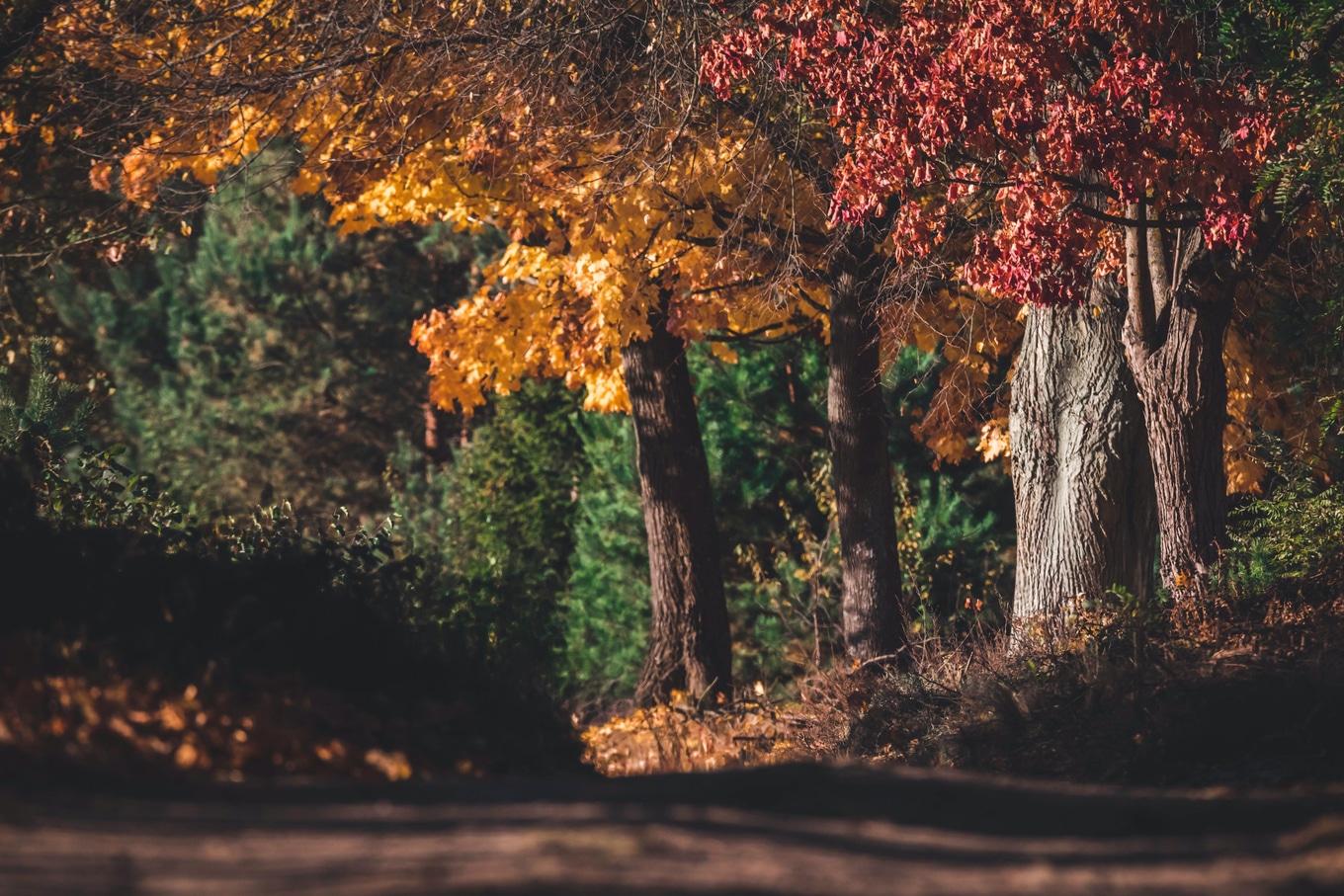 Maple-Trees