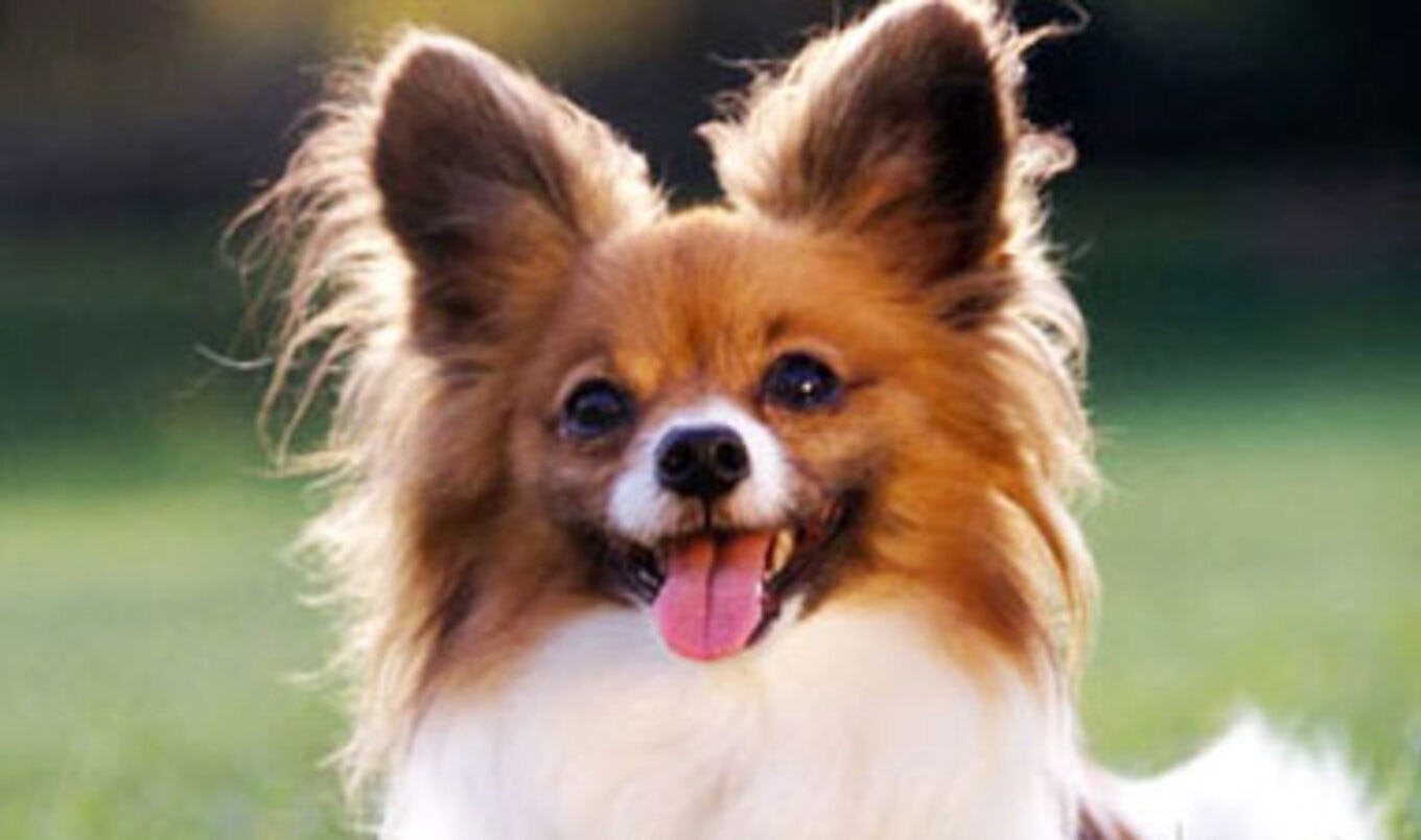 Veganism is on the Rise for Companion Animals VegNews