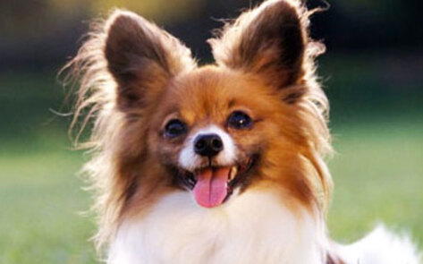 Veganism is on the Rise for Companion Animals