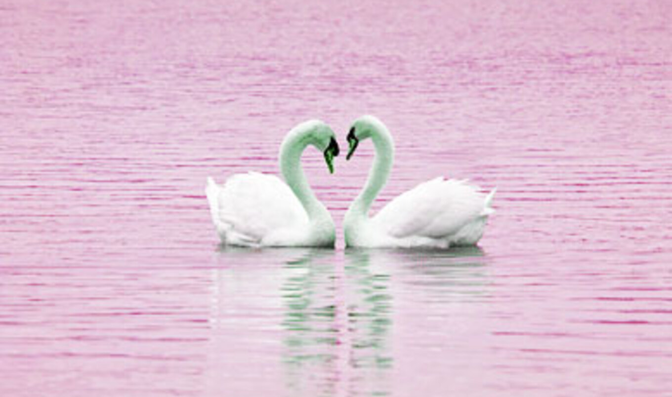 Animals in Love: 5 Species That Commit