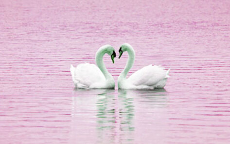 vegnews.swansinlove