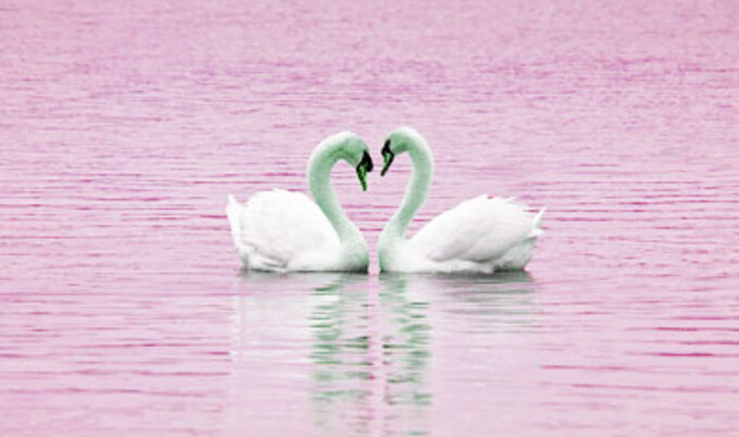 vegnews.swansinlove