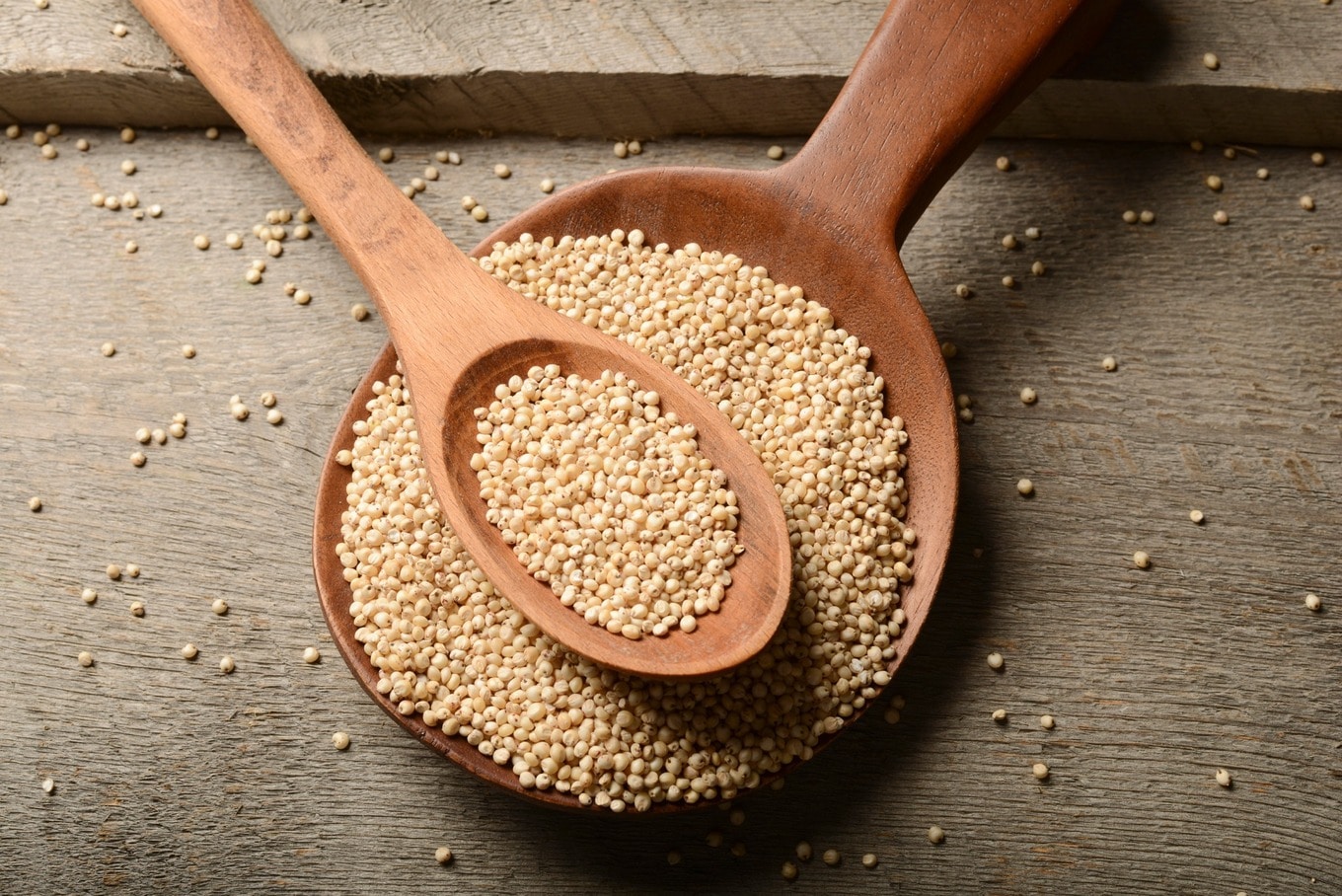 Sorghum
