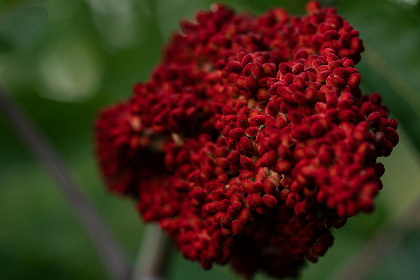 Sumac