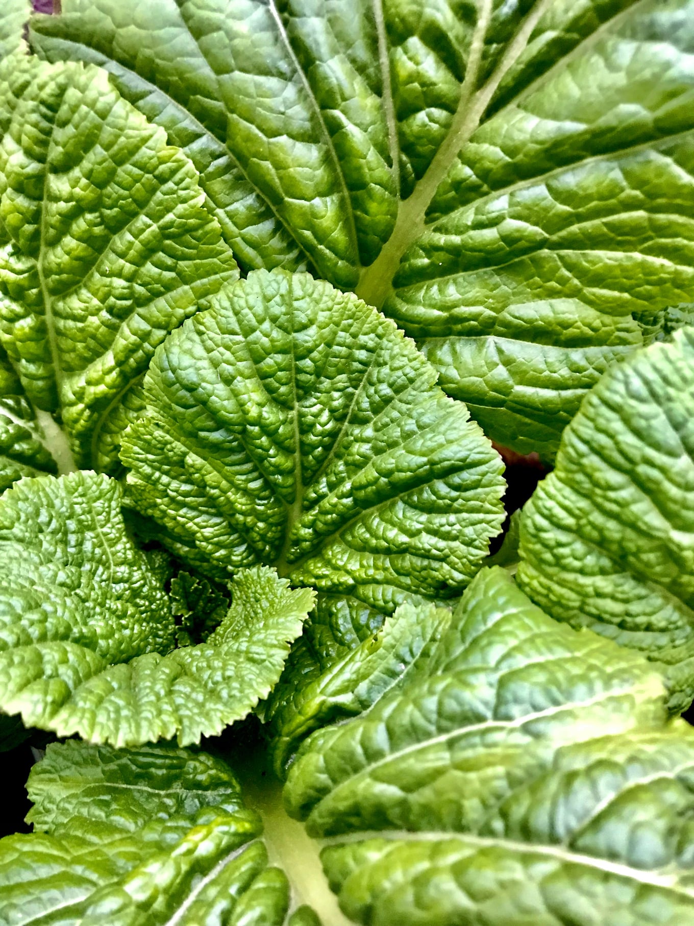 Mustard-Greens