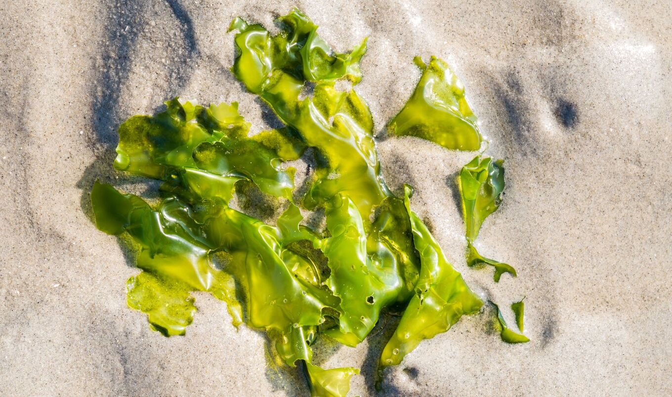 sea lettuce seaweed algae