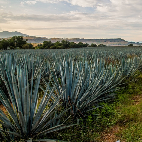 What Is Blue Agave? And How Do You Use It? (Plus, Vegan Recipe Ideas!)&nbsp;