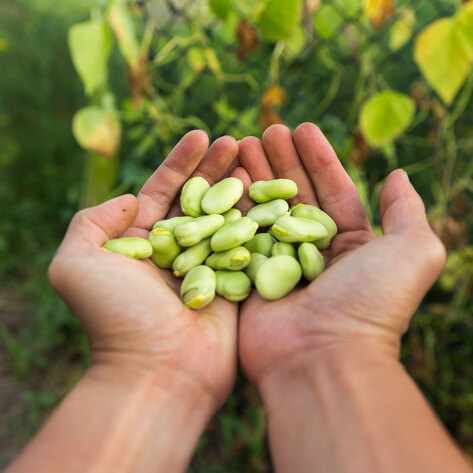 The Next Vegan 'It' Protein? Scientists Say It's Lima Beans.
