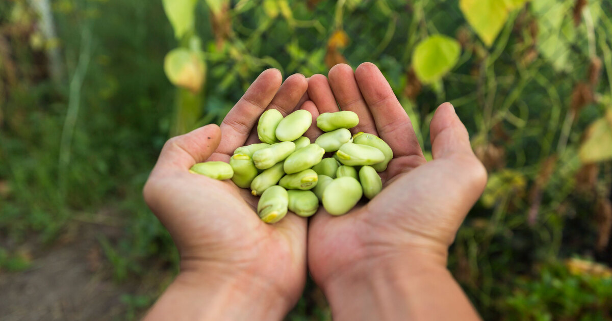 The Next Vegan ‘It’ Protein? Scientists Say It’s Lima Beans. VegNews