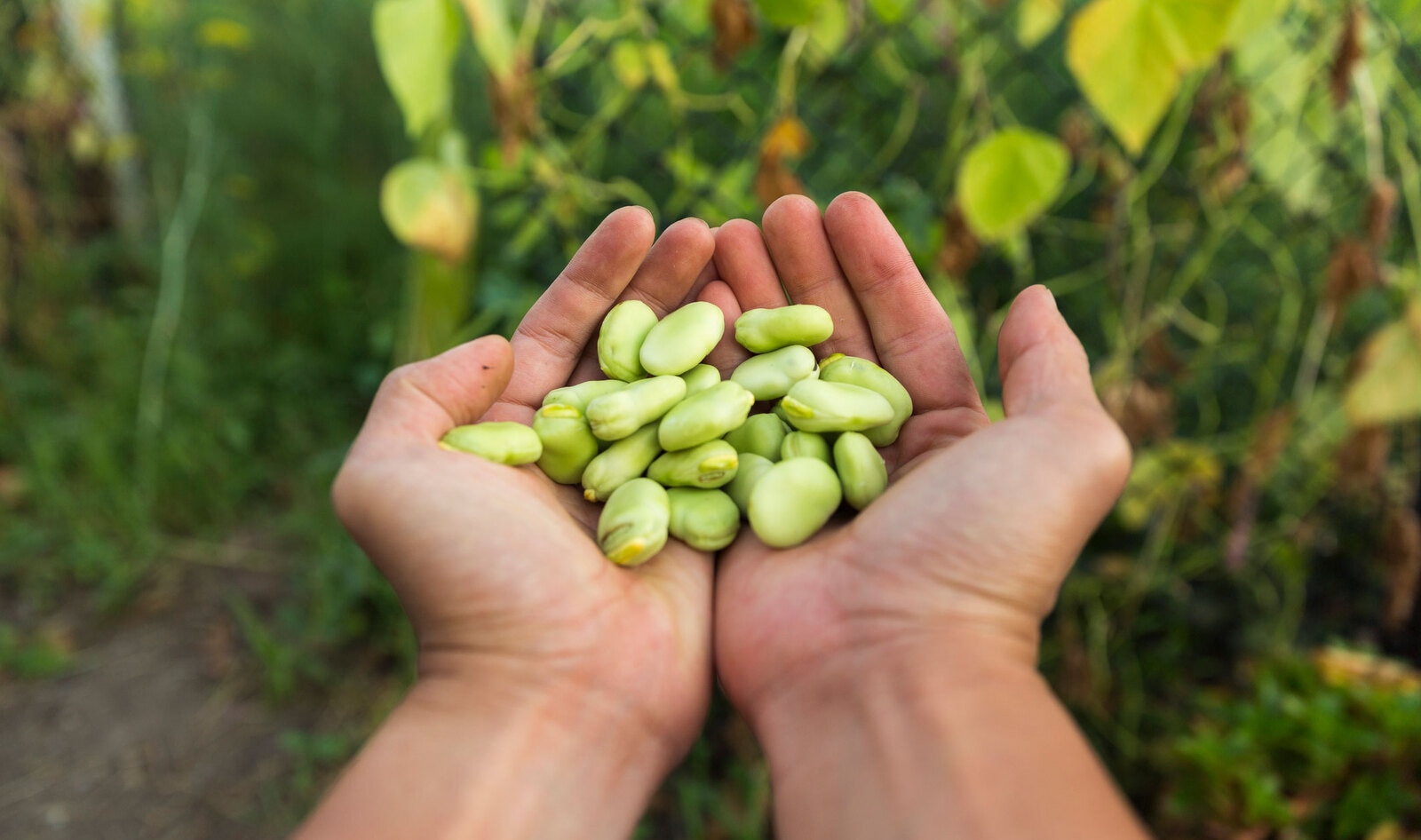 The Next Vegan 'It' Protein? Scientists Say It's Lima Beans.