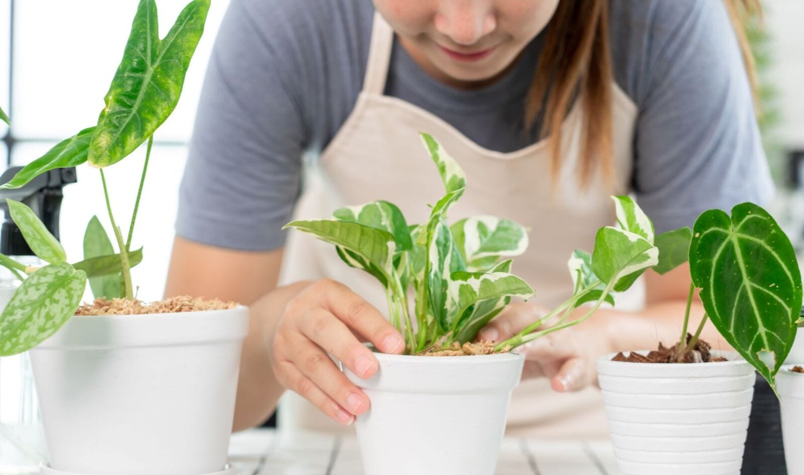 Another Benefit of Plants: Houseplants Can Reduce a Common Cancer-Causing Chemical by 86 Percent