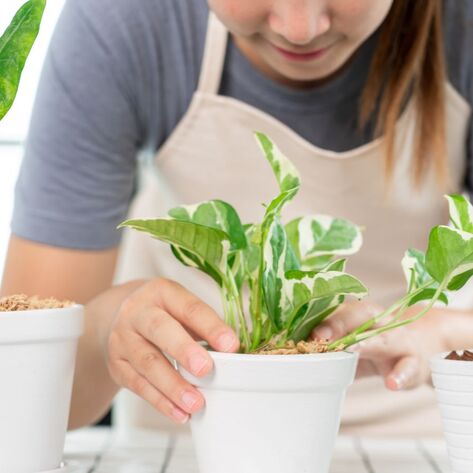 Another Benefit of Plants: Houseplants Can Reduce a Common Cancer-Causing Chemical by 86 Percent