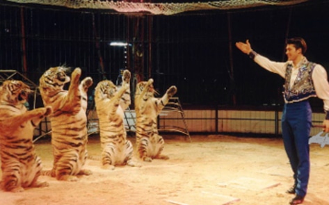Britain Bans Wild Animals in Traveling Circuses
