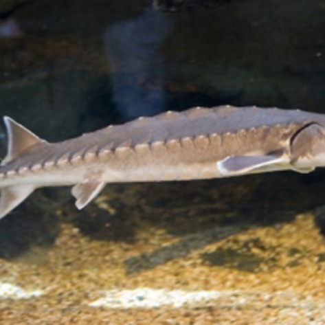 Caviar Fish Declared Endangered