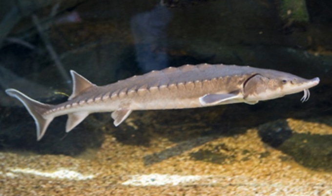 SturgeonVND