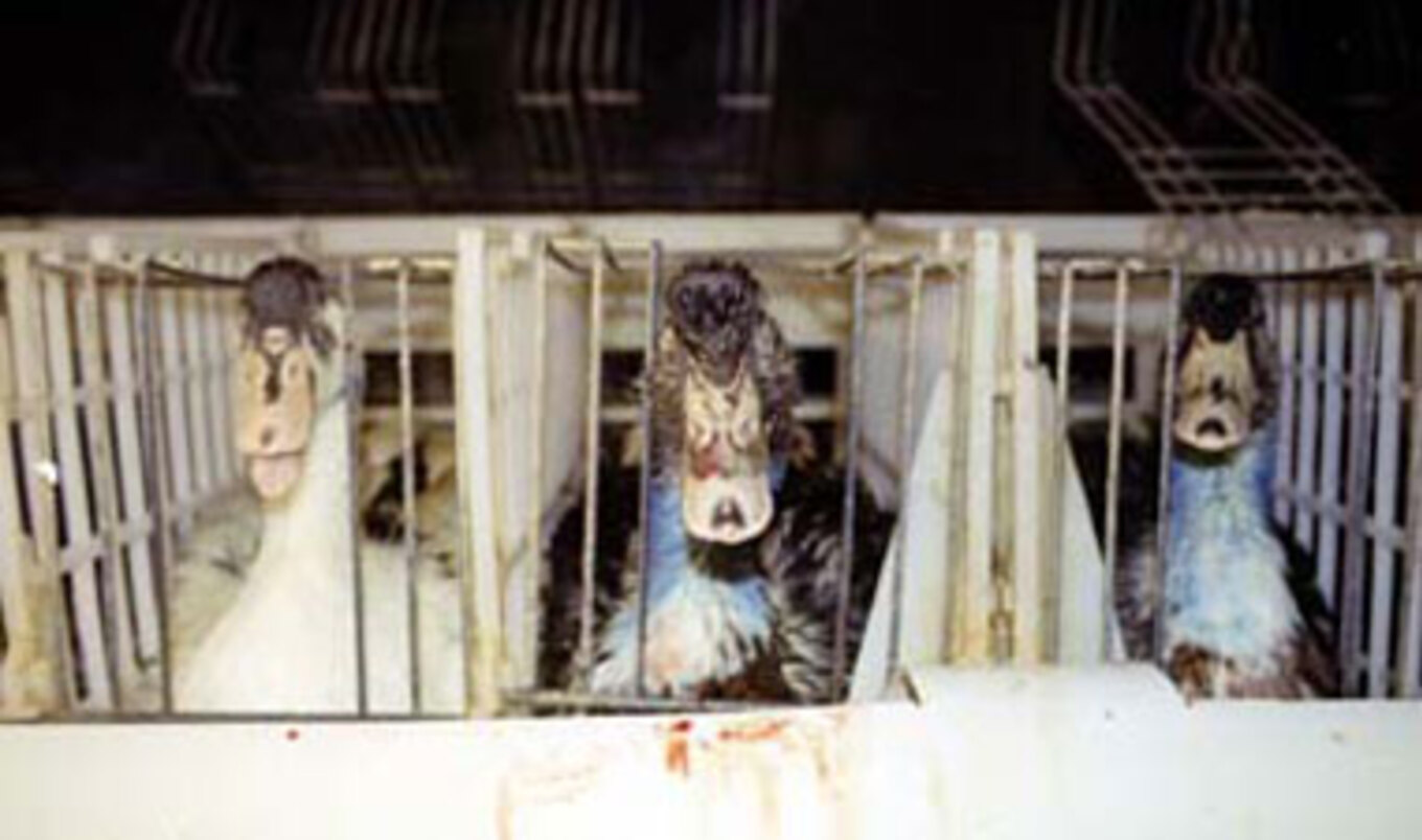 ADLF Files Suits Against Foie Gras Industry