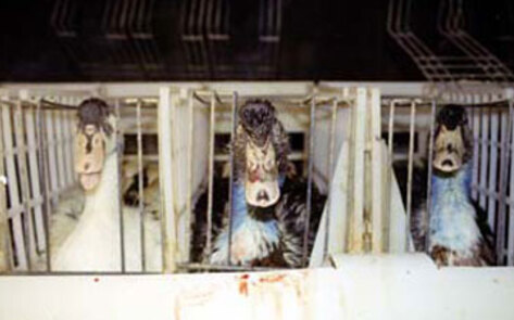 ADLF Files Suits Against Foie Gras Industry