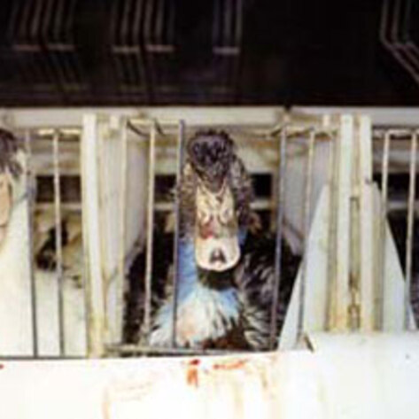 ADLF Files Suits Against Foie Gras Industry