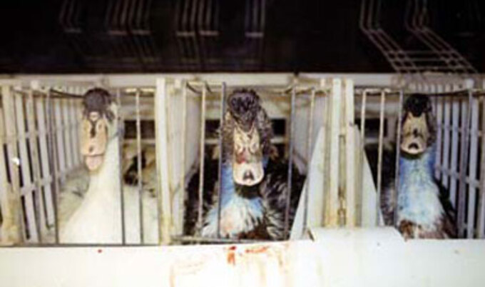 ducks_VND