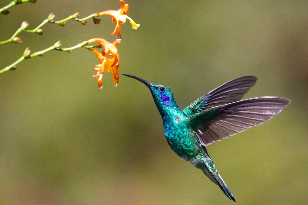 VegNews.pollinatorbackyard.unsplash